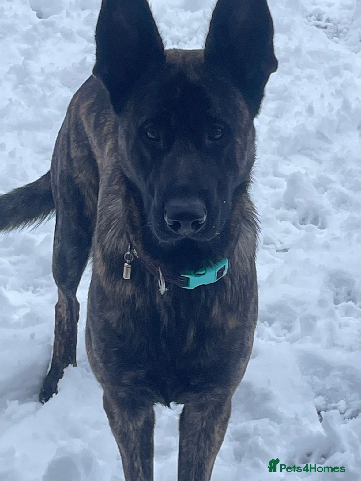 Mixed Breed dogs Ted 3 year old male - Advert 3