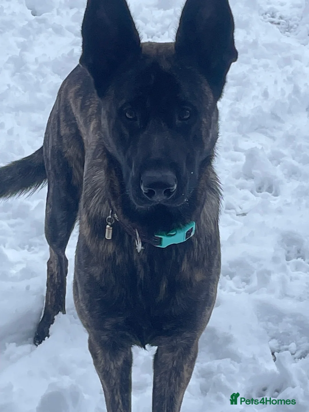 Mixed Breed dogs for sale: Ted 3 year old male - Advert 1
