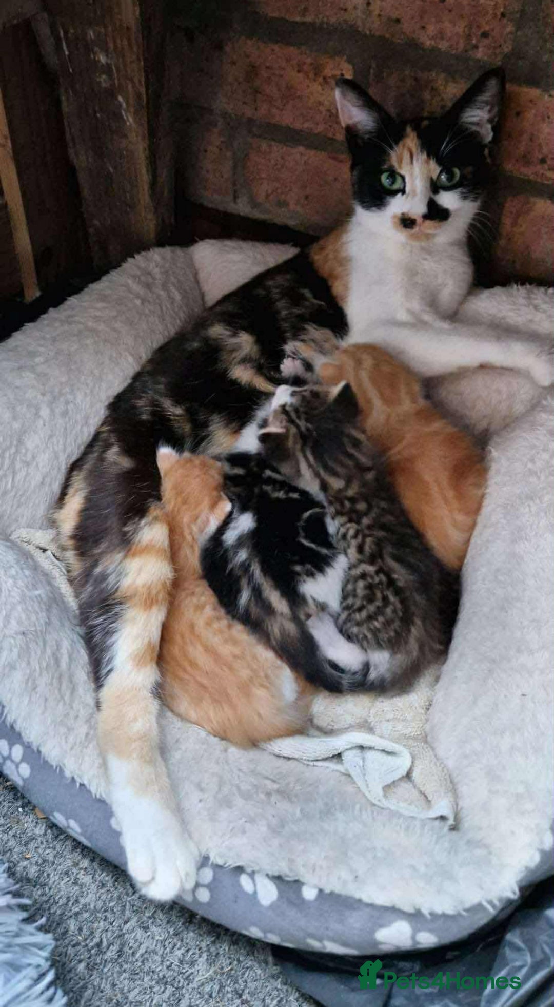 Mixed Breed cats for sale: FAMILY KITTYS  - Image 7