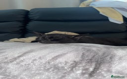 Domestic Shorthair cats for sale: 2 Brothers Must Go Together Or Not At All!!! - Image 5