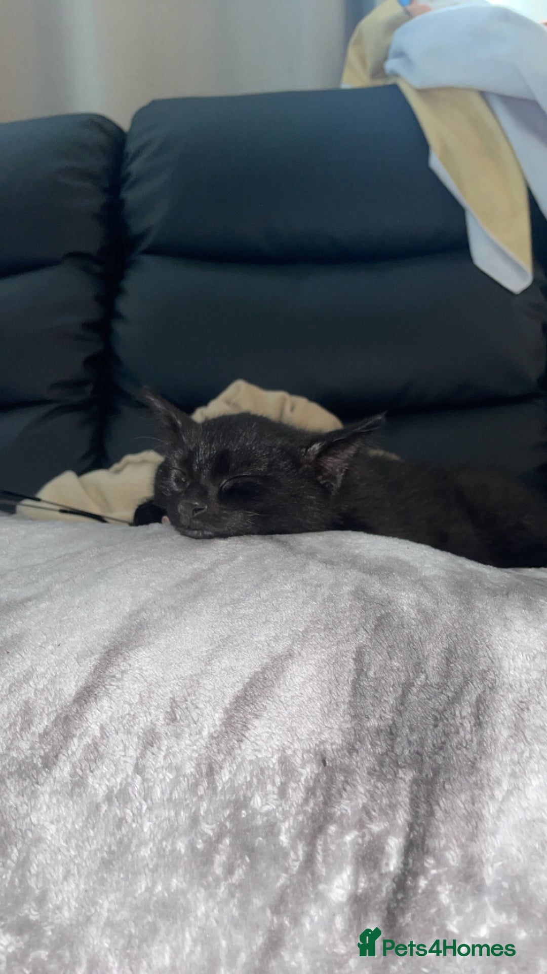 Domestic Shorthair cats for sale: 2 Brothers Must Go Together Or Not At All!!! - Image 5