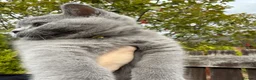 British Shorthair cats for sale: Lovely British Shorthair kittens for sale! - Advert 22