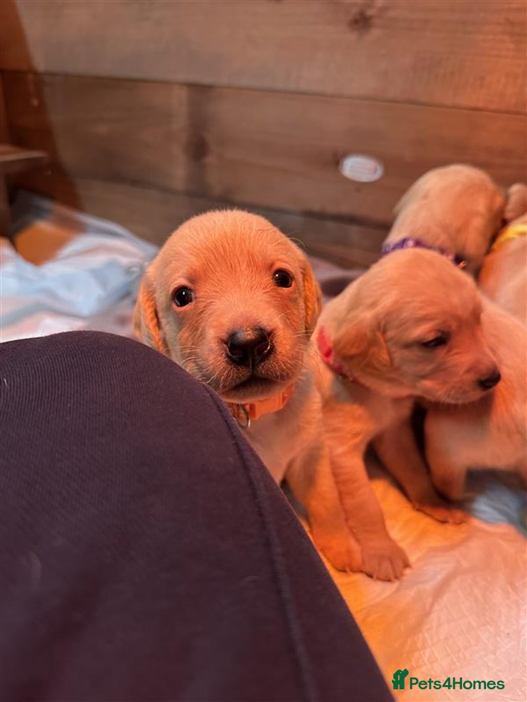 Labrador Retriever dogs for sale: Labrador Puppies Looking for Their Forever Homes!  - Image 22