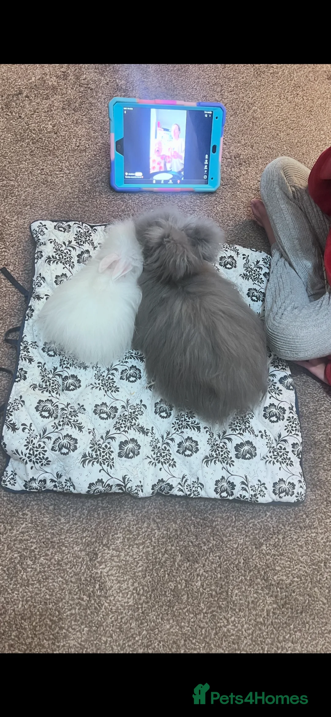 Angora rabbits for sale: Full English Angora female  - Advert 3