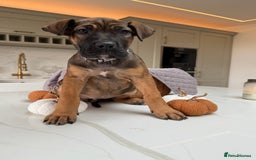 Cane Corso dogs for sale: Beautiful Cane Corso Puppies - Advert 34