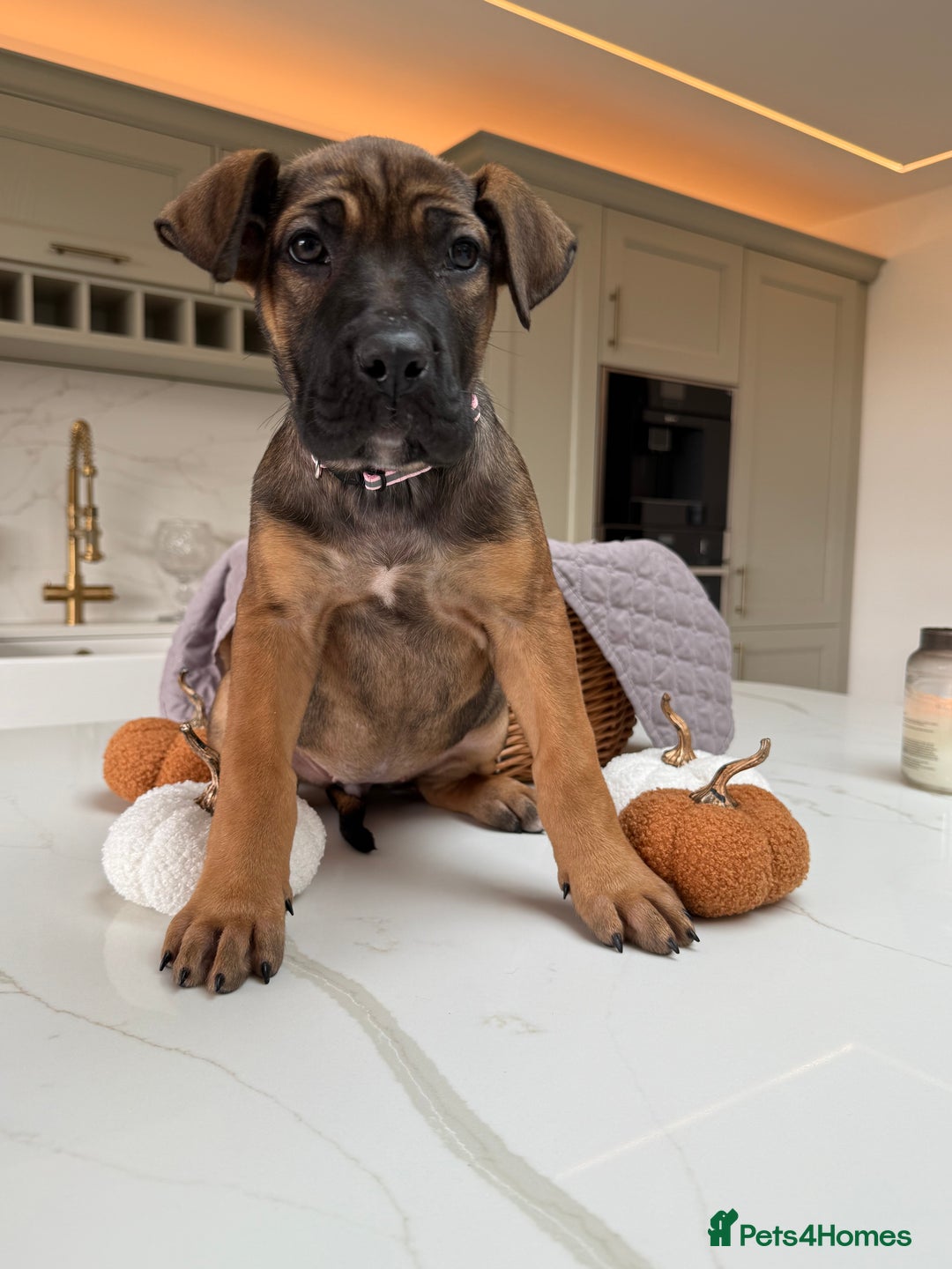 Cane Corso dogs for sale: Beautiful Cane Corso Puppies - Advert 34