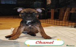 French Bulldog dogs for sale: 🌟 Beautiful French Bulldog Puppies  - Advert 7