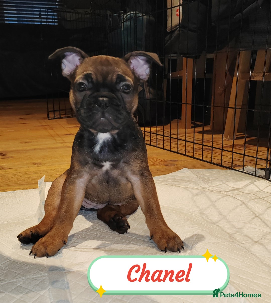 French Bulldog dogs for sale: 🌟 Beautiful French Bulldog Puppies  - Advert 7
