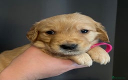 Golden Retriever dogs for sale: KC Registered - Golden Retriever Pups  - Image 20
