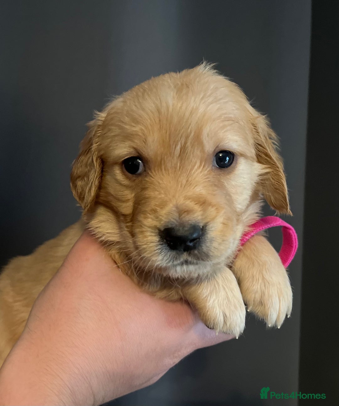 Golden Retriever dogs for sale: KC Registered - Golden Retriever Pups  - Image 20