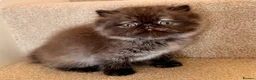 Persian cats for sale: Beautiful Pedigree Persian 1 Male 1 Female - Advert 8