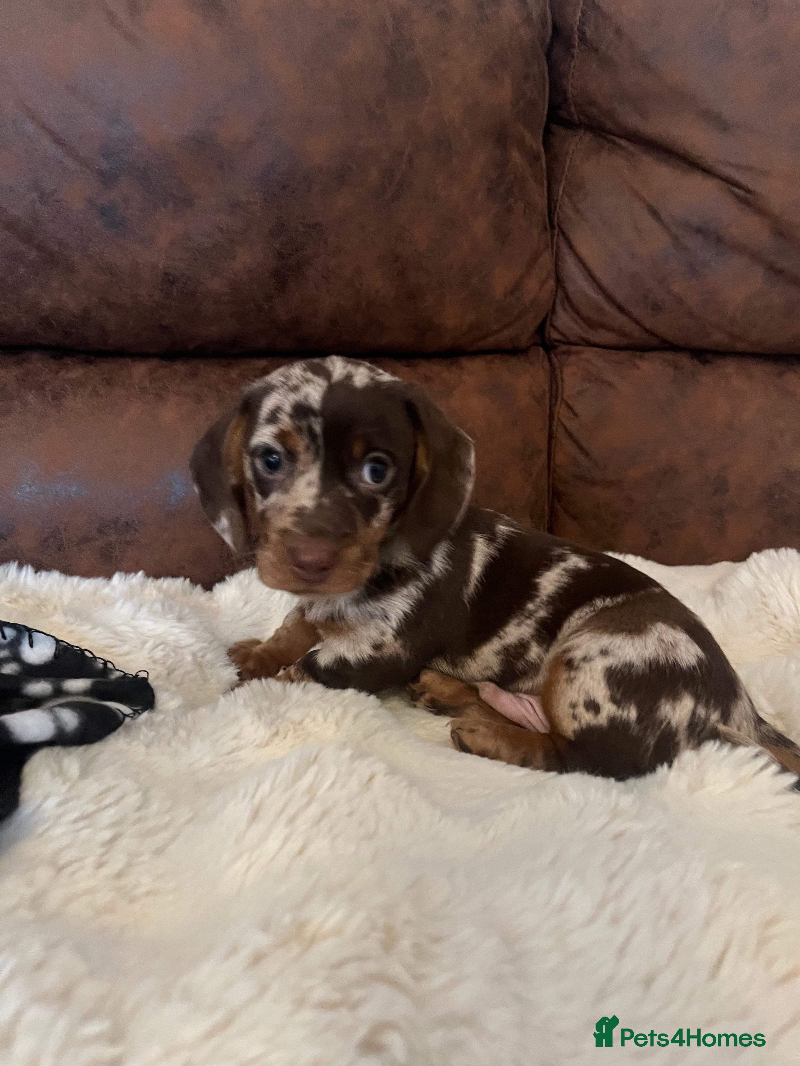 Miniature Dachshund dogs Miniature dachshund Puppies 🐶 Boy Available! - Advert 4