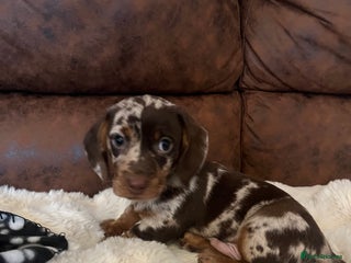 Miniature Dachshund dogs Miniature dachshund Puppies 🐶 Boy Available! - Advert 10