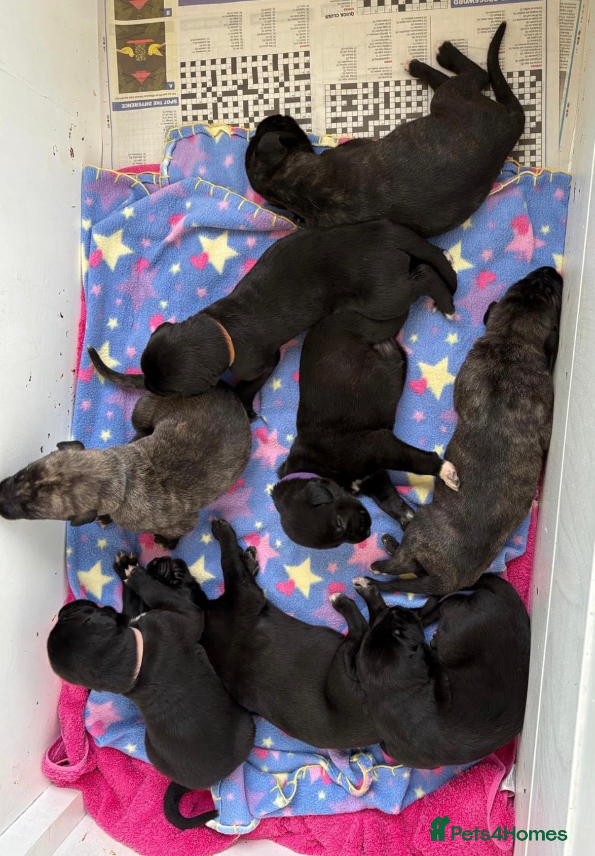 Irish Wolfhound dogs Stunning Irish Wolfhound Pups  - Advert 12