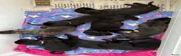 Irish Wolfhound dogs for sale: Stunning Irish Wolfhound Pups  - Advert 1