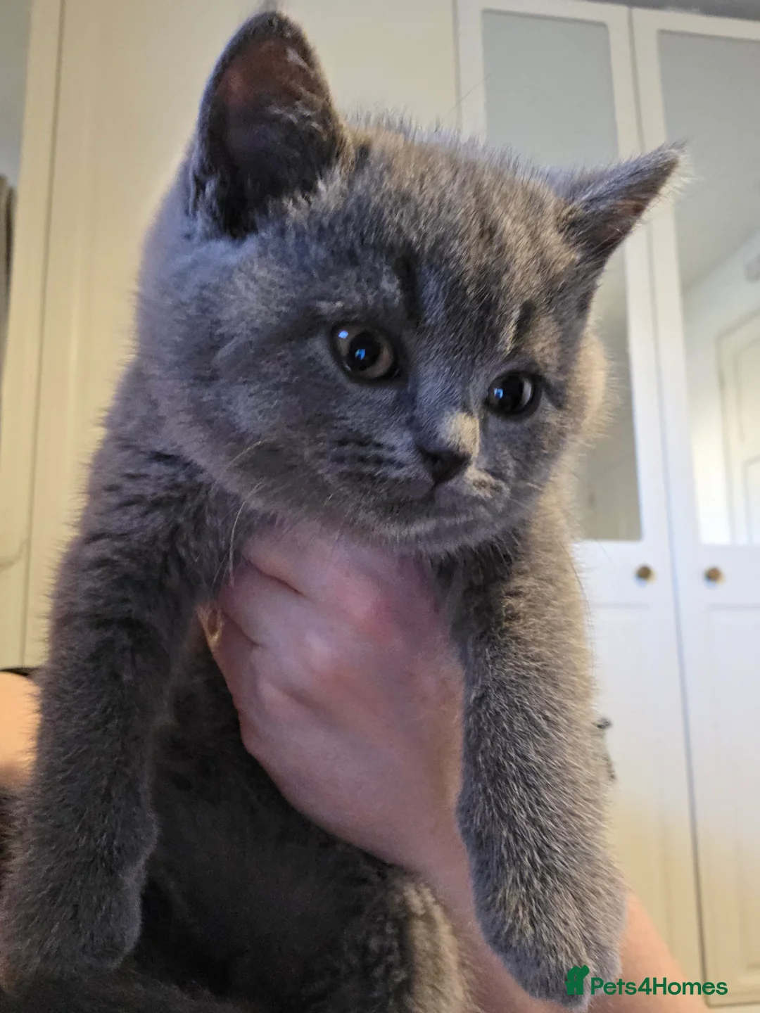 British Shorthair cats for sale: 🐱BRITISH SHORTHAIR🐱 - Advert 8