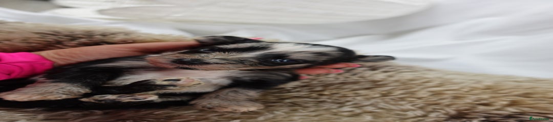 Sheepadoodle Puppy 7