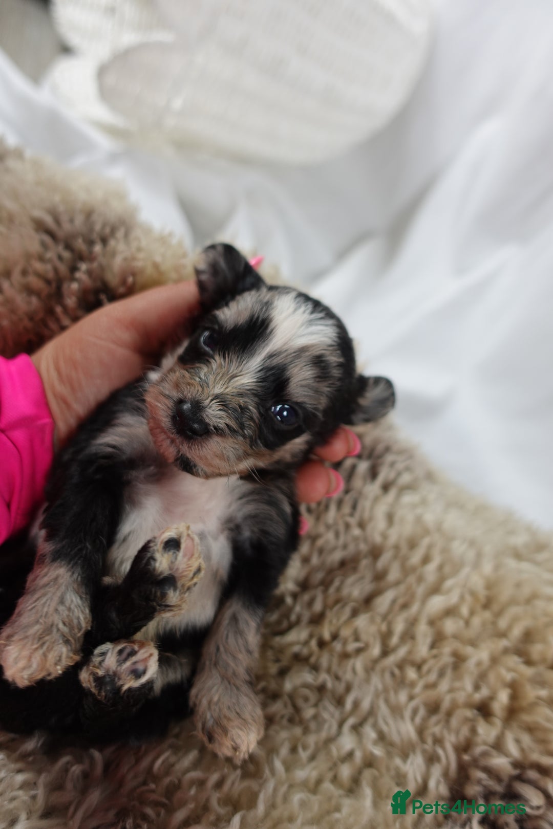 Sheepadoodle dogs for sale: Mini Sheepadoodle the wait is over!  - Image 23