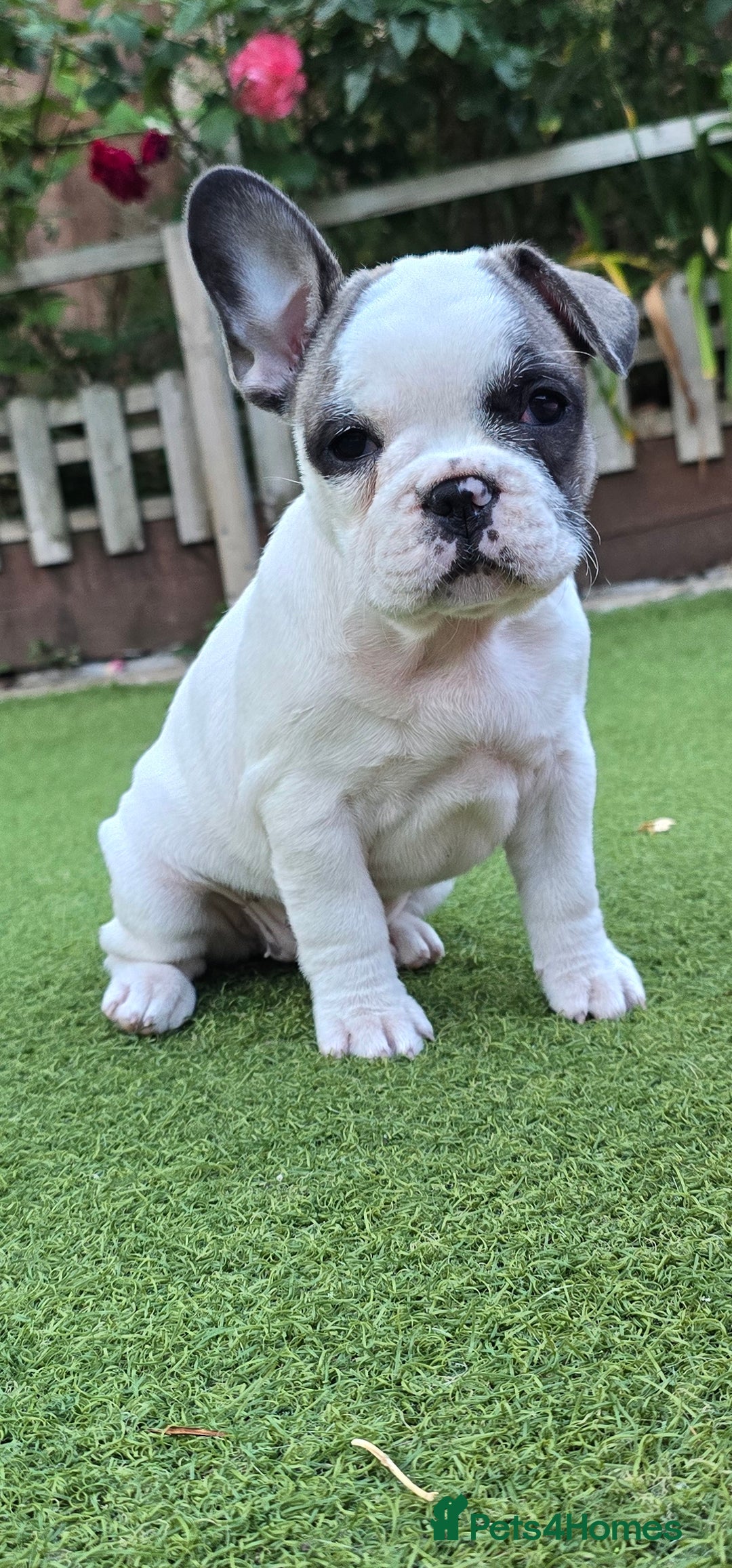 French Bulldog dogs for sale: Adorable Frenchie Puppies Seeking Forever Homes - Image 13