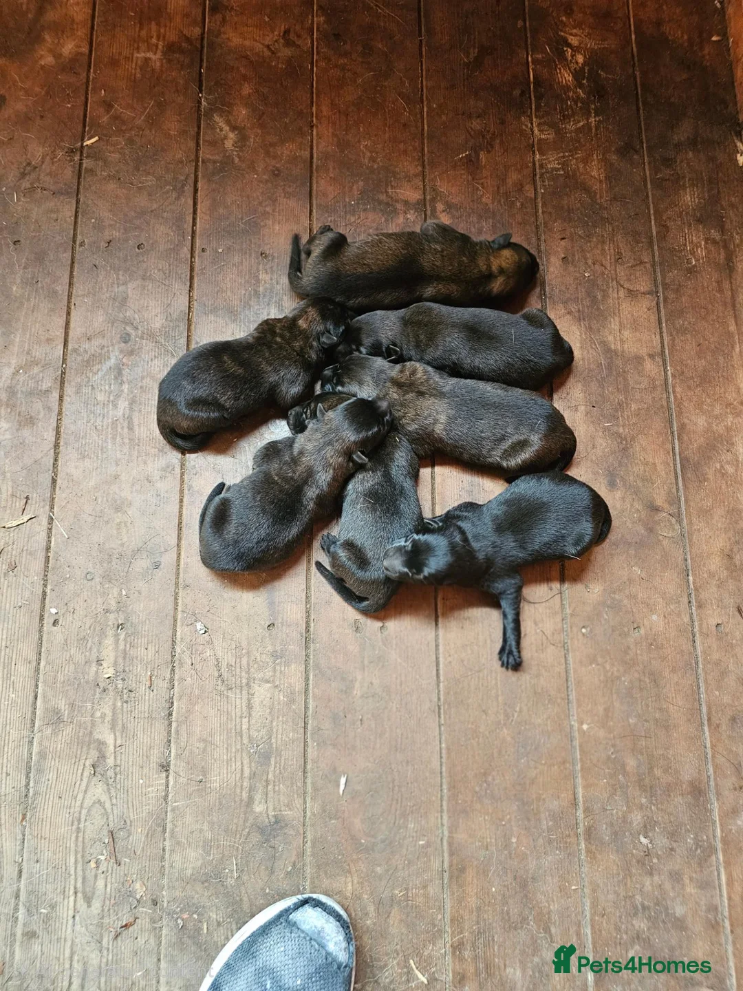 Belgian Shepherd Dog dogs for sale: 7 Gorgeous DUTCH SHEPHERD Puppies  - Advert 7