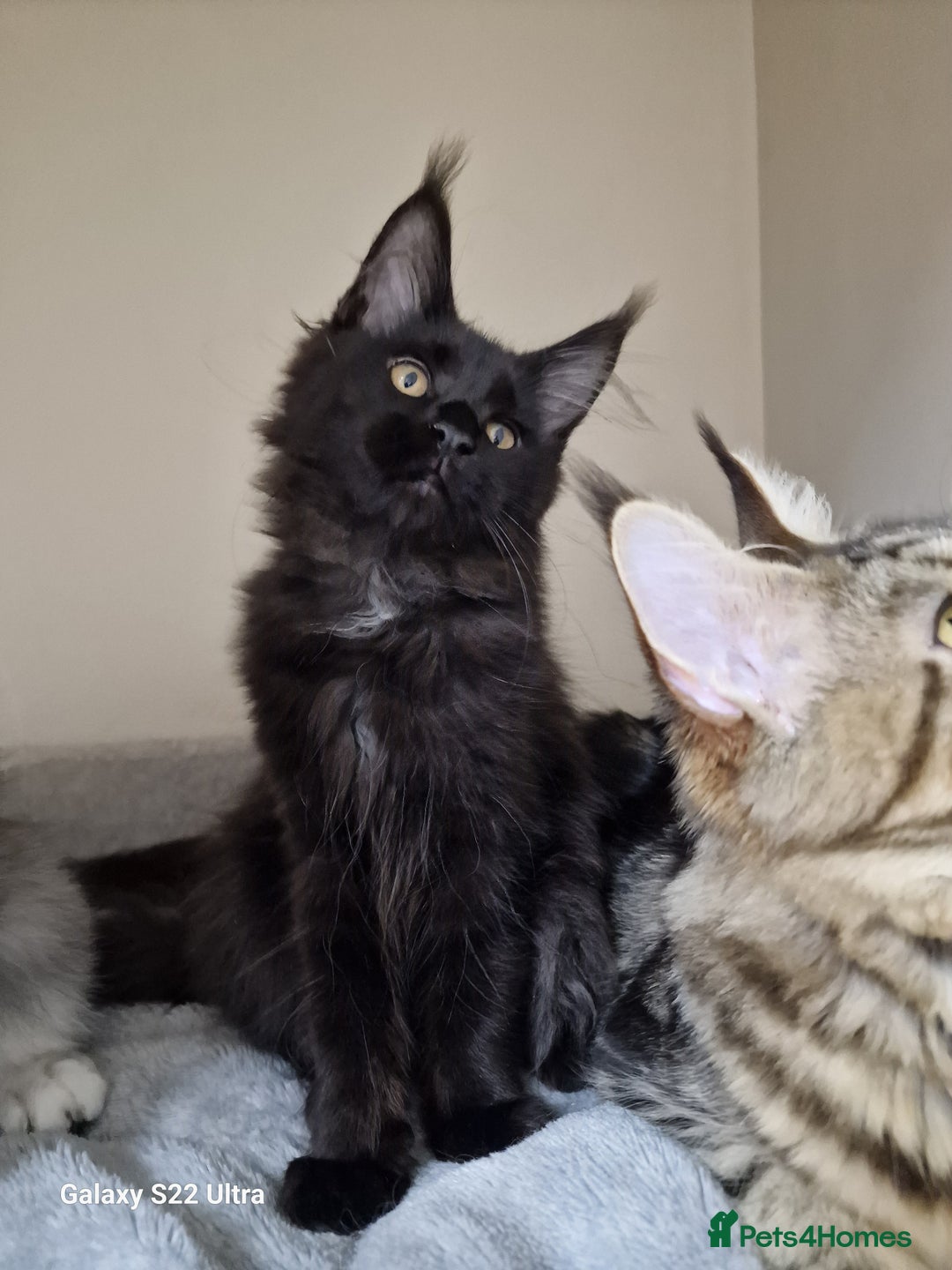Maine Coon cats for sale: 🍁🍂Good females🏡🎯📣 - Image 30