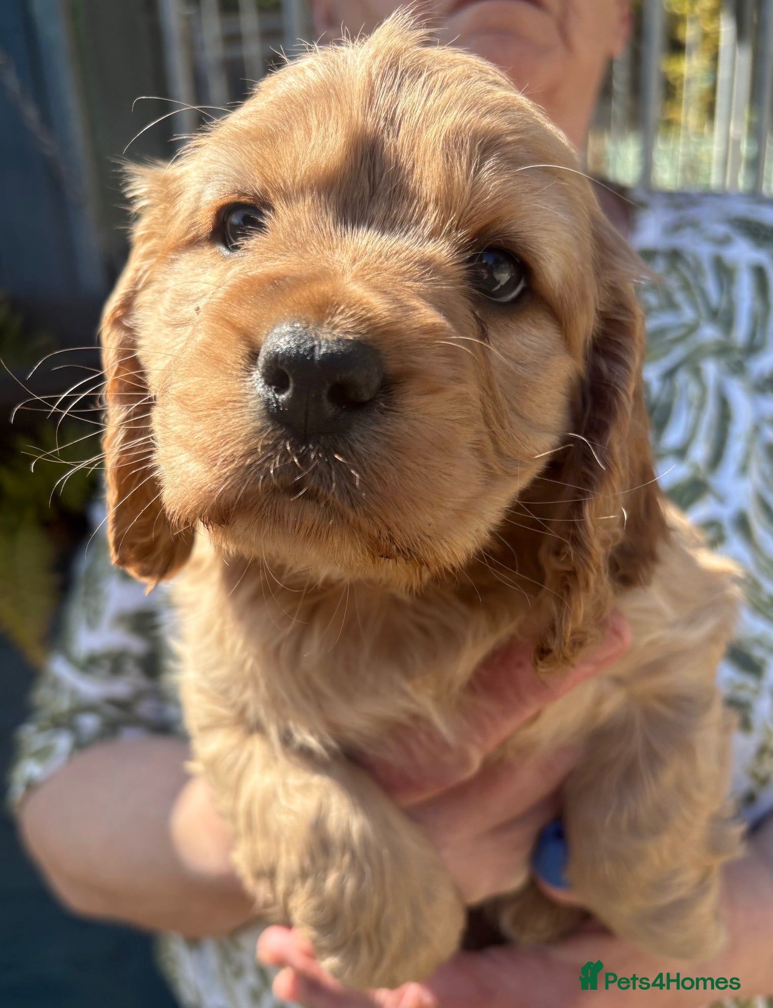 Cockalier dogs 2 BEAUTIFUL COCKERLIER PUPPIES - Advert 2