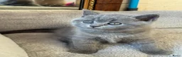 Scottish Fold cats for sale: 7 Scottish fold 😍beautiful  healthy kittens - Advert 3