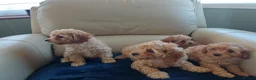 Cavapoo dogs for sale: F2B generation  cavapoo puppy's  in Baldock - Advert 3