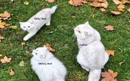 British Shorthair cats for sale: ❤ Pedigree British Short/Long Hair Kittens ❤ - Advert 5