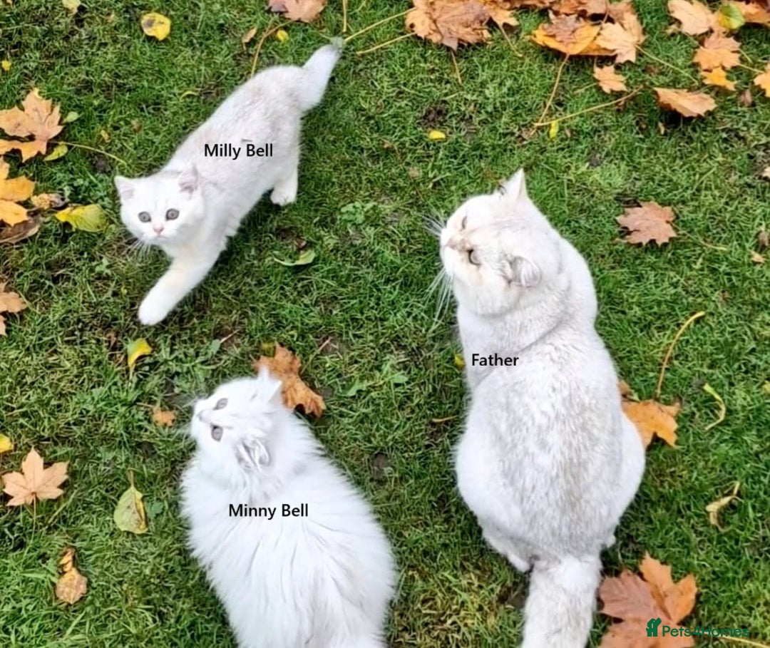 British Shorthair cats for sale: ❤ Pedigree British Short/Long Hair Kittens ❤ - Advert 5