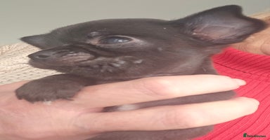 Chihuahua dogs Beautiful Tiny Blue Chihuahuas - Advert 4