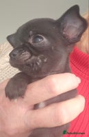 Chihuahua dogs Beautiful Tiny Blue Chihuahuas - Advert 4