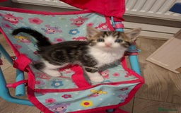 British Shorthair cats for sale: beautiful kittens available to pick up - Image 17