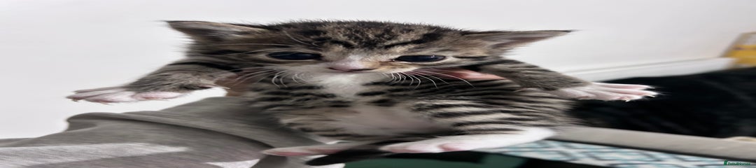 Bengal Kitten girl 2