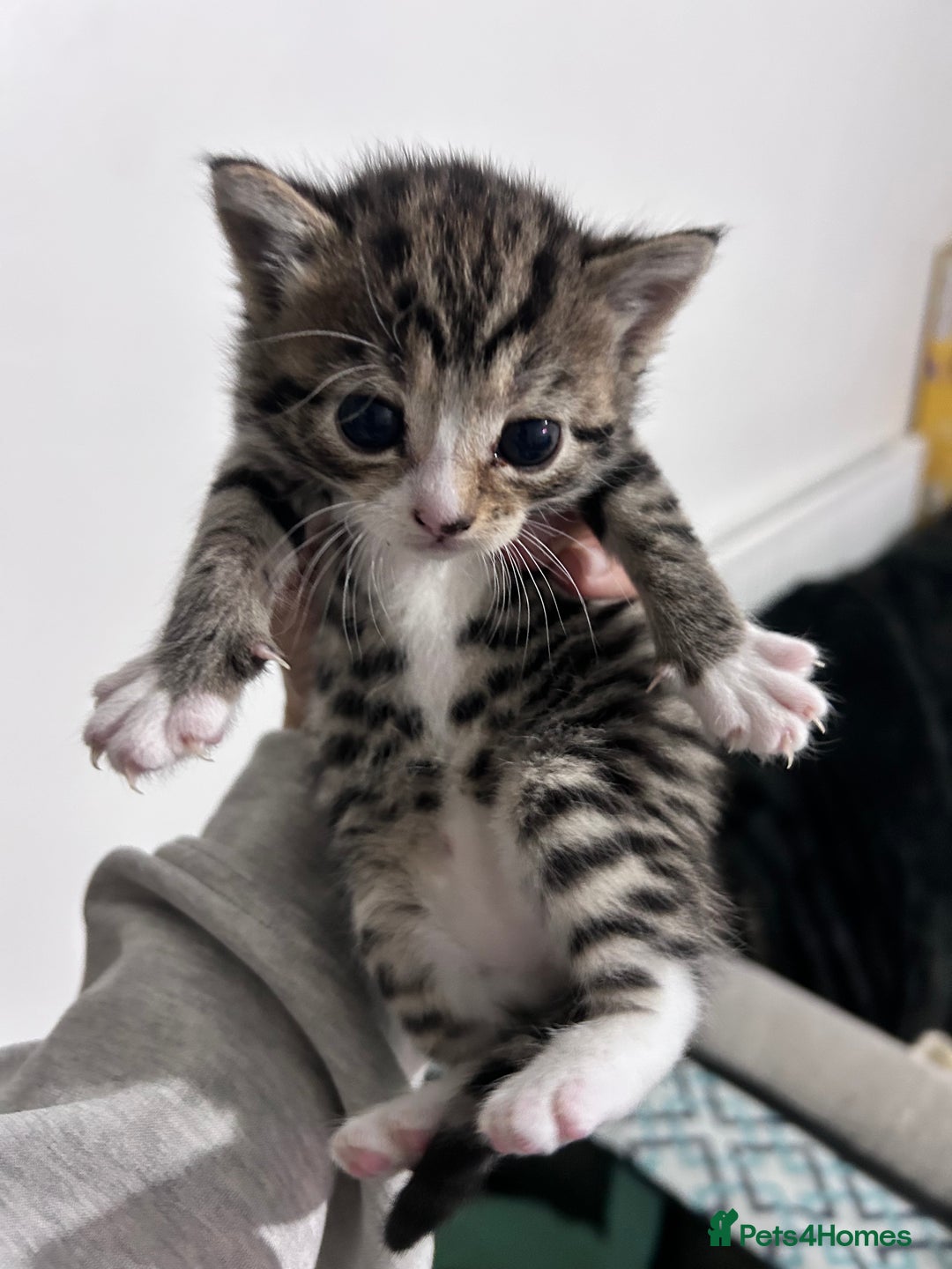 Bengal cats for sale: 4 Bengal kittens  - Image 4