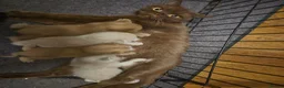 British Shorthair cats for sale: British shorthair kittens fawn and chocolate males - Advert 11