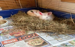 New Zealand rabbits for sale: New Zealand whites - Image 7