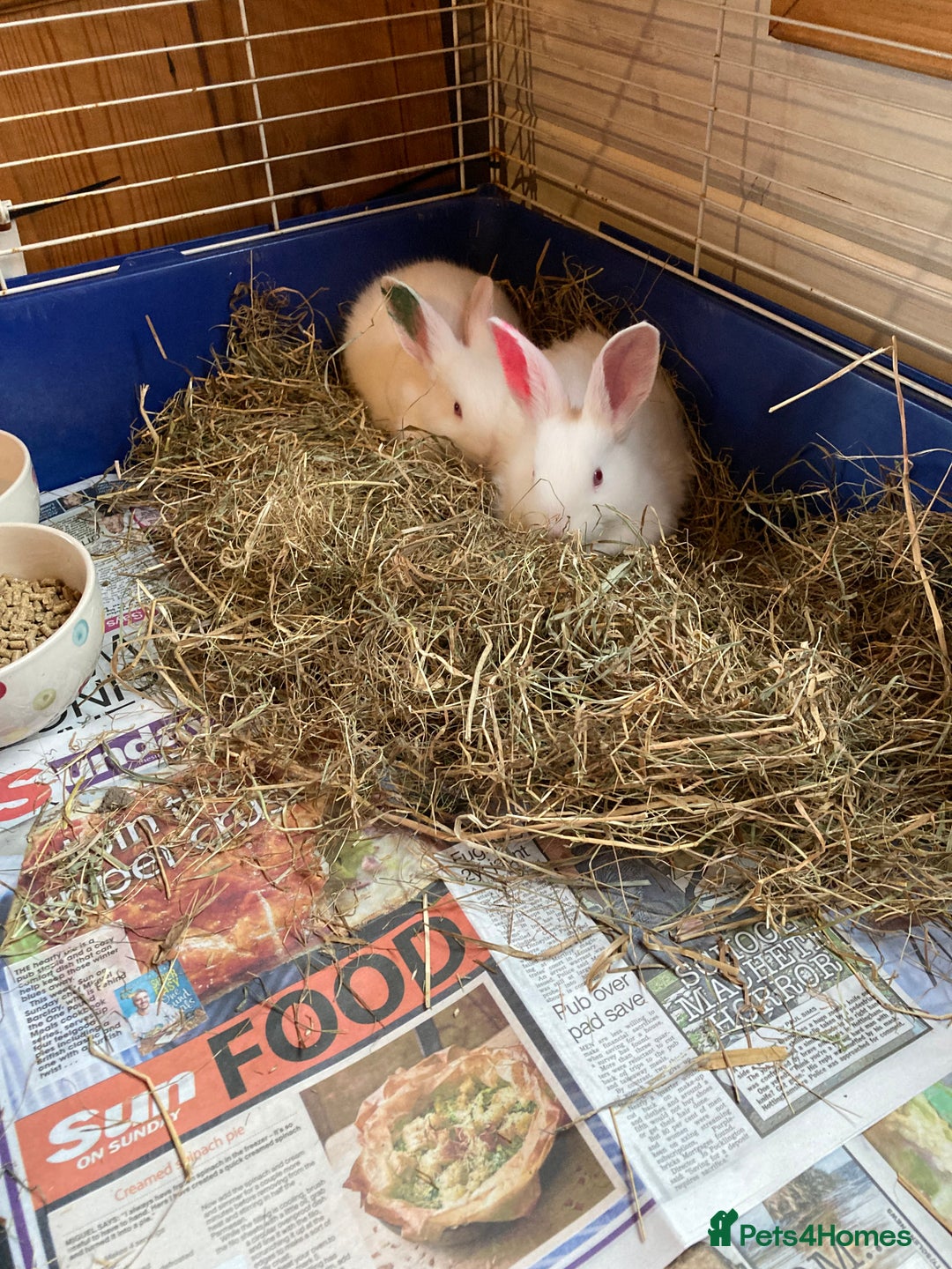 New Zealand rabbits for sale: New Zealand whites - Image 7