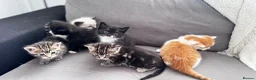Mixed Breed cats for sale: 6 pretty little angel  in Northampton - Advert 13