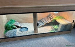 Bearded Dragon reptiles for sale: Bearded dragon  - Image 9