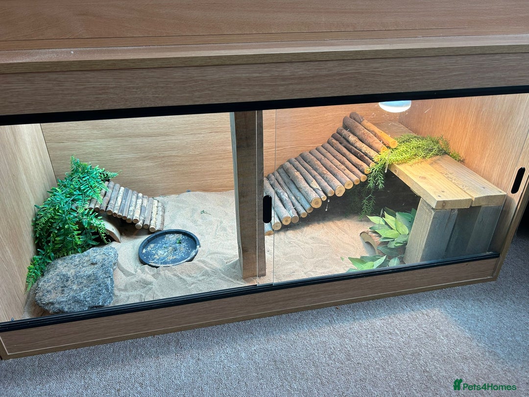 Bearded Dragon reptiles for sale: Bearded dragon  - Image 9