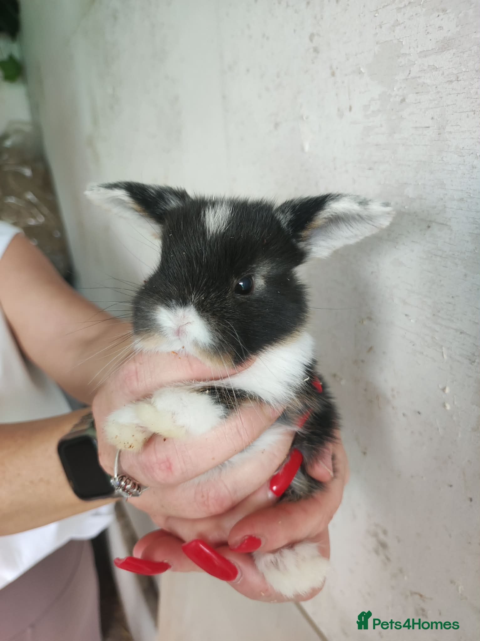 Mini Lop rabbits Mini lop baby rabbit - Advert 9
