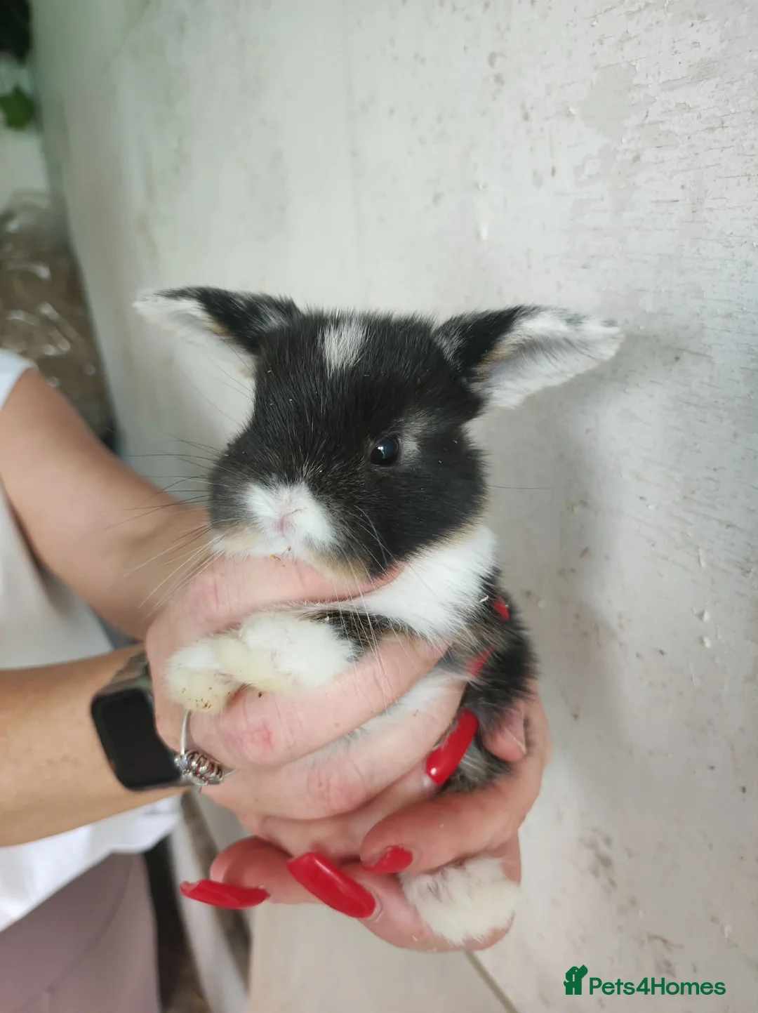 Mini Lop rabbits for sale: Mini lop baby rabbit in Hartlepool - Advert 1