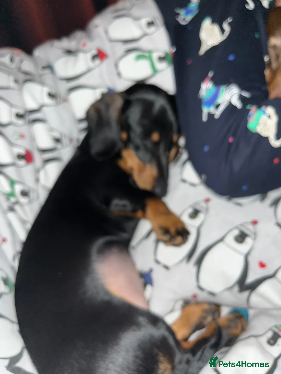 Dachshund dogs for sale: Walter  - Advert 4
