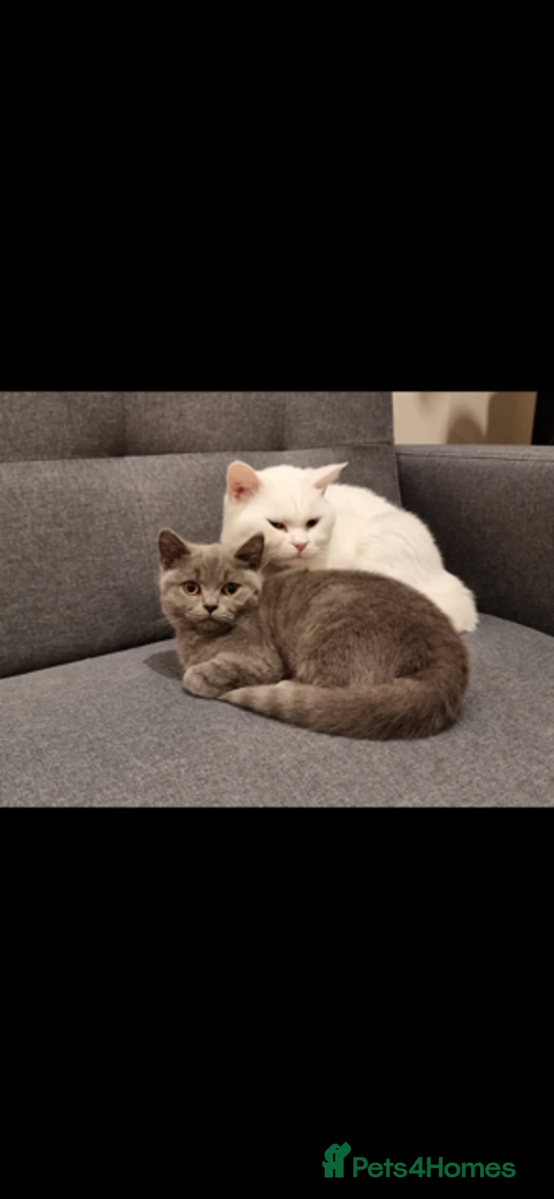 American Shorthair cats for sale: 🤍🩵White & Blue BSH Kittens Available - Advert 18