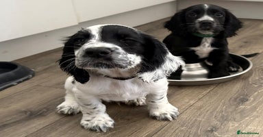 Cocker Spaniel dogs - Advert 14