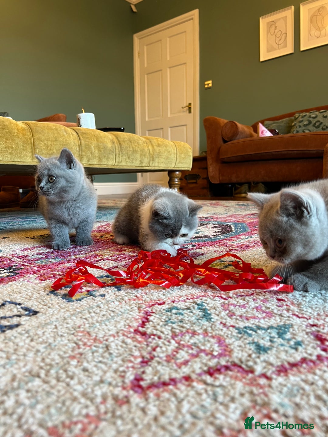 British Shorthair cats for sale: GCCF kittens  - Advert 2