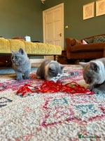 British Shorthair cats GCCF kittens - Advert 3