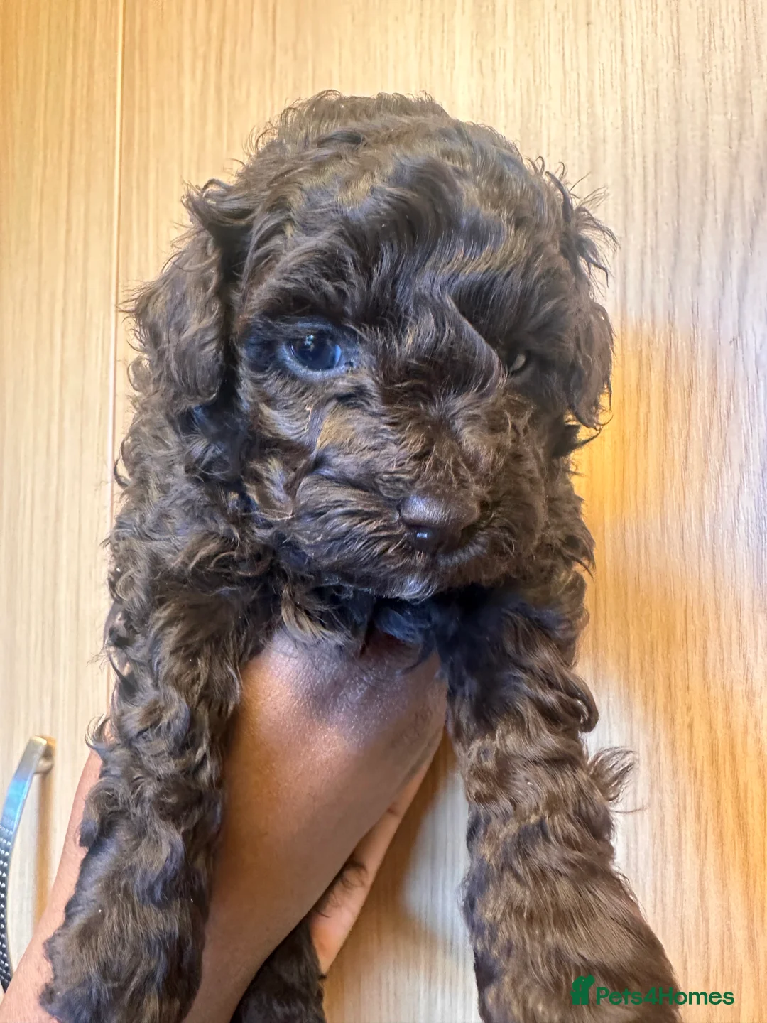 Toy Poodle dogs for sale: Adorable Chocolate Curly-Coated Puppies for Sale - Advert 2