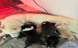 Siberian Husky dogs for sale: Husky puppies for sale - Image 2